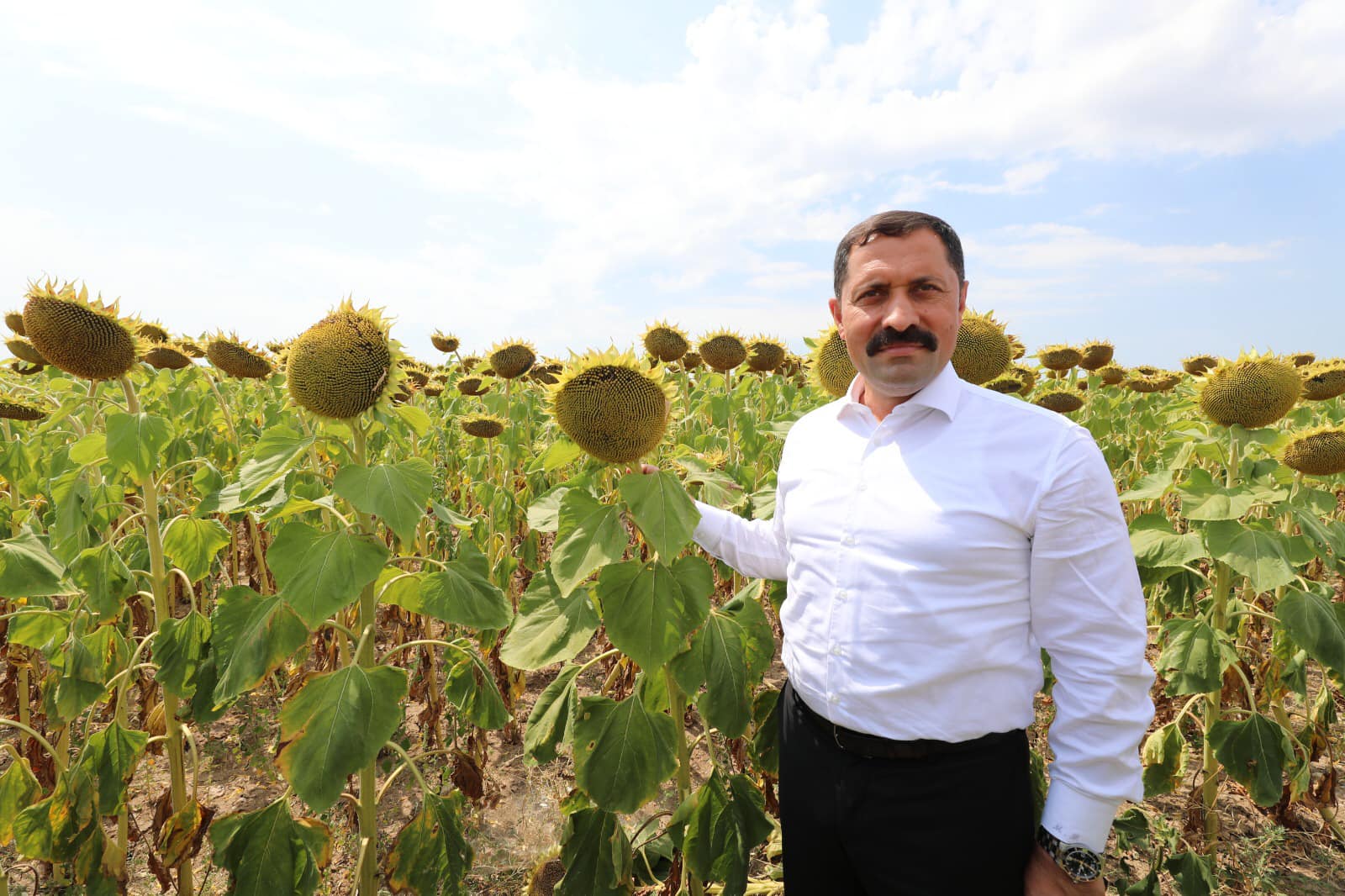 VALİ MASATLI, ÇİFTÇİLERE TOHUMU DAĞITILAN ‘AYÇİÇEĞİ’ TARLALARINDA İNCELEMELERDE BULUNDU 