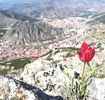 AMASYA KAYIP LALEYİ ARIYOR