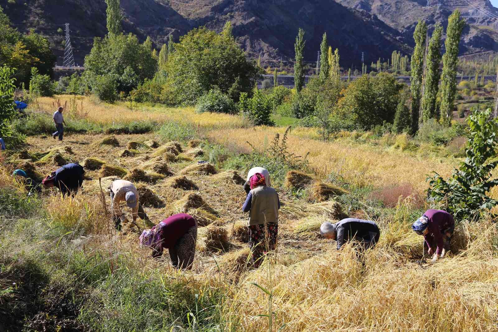 Artvin’de kadınlar 20 yıl sonra ata tohumunu toprakla buluşturdu