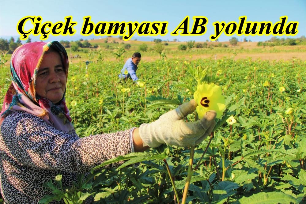 Çiçek bamyası AB yolunda 