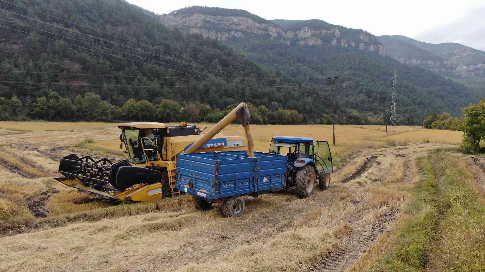 Çeltik çiftçisi ücret artışından memnun