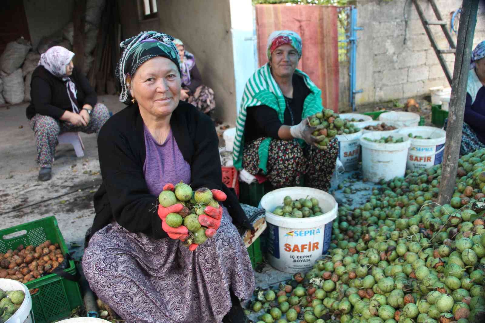 Ceviz hasadı renkli görüntülere sahne oldu, 7 ton ceviz toplandı