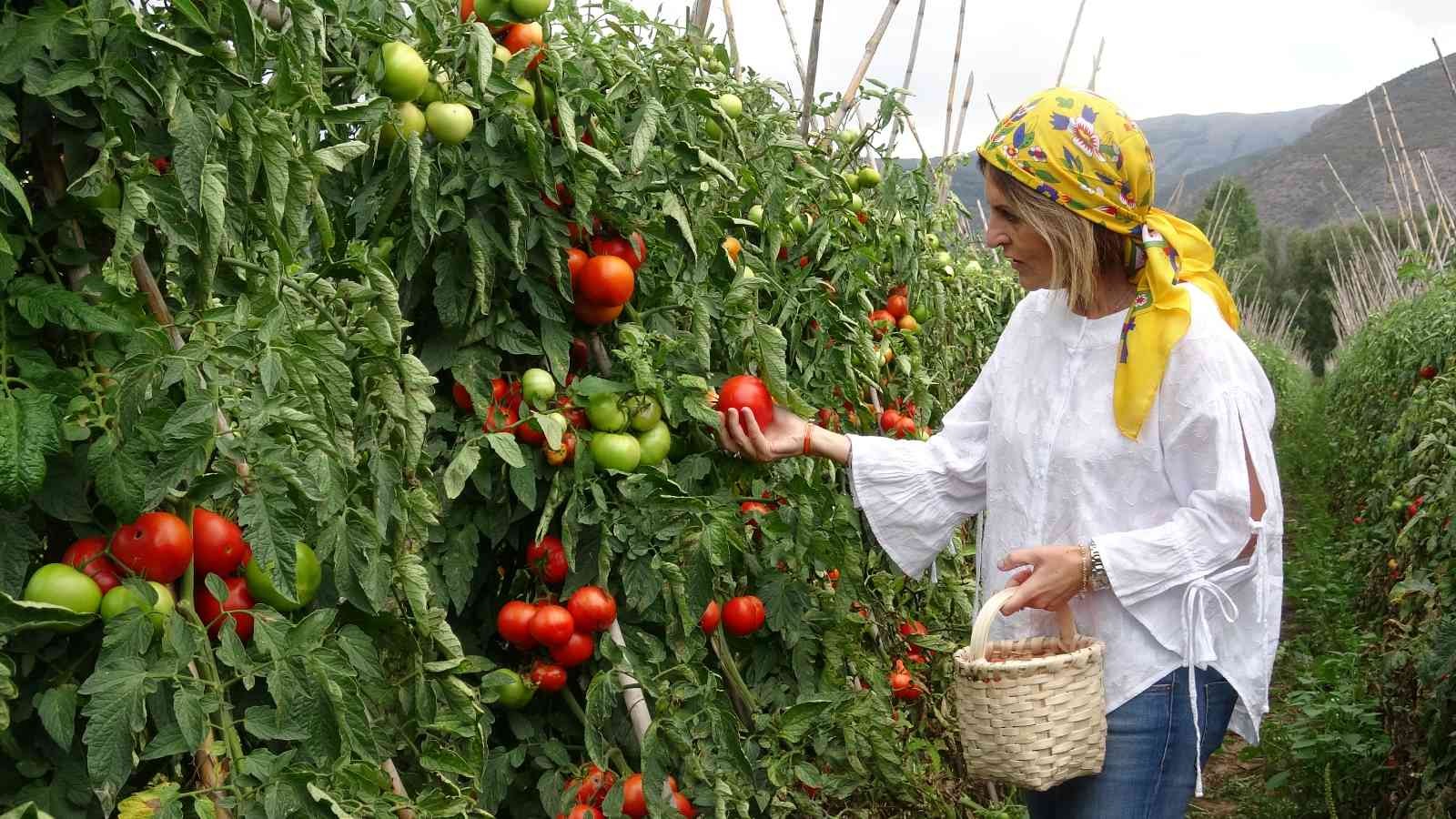 Domates üreticisinin yüzünü güldürdü