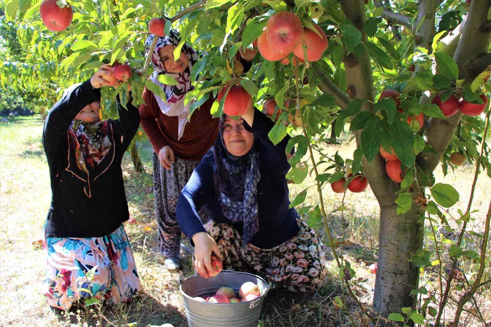 Elma hasadına başlanan Amasya’da bahçeler rengarenk