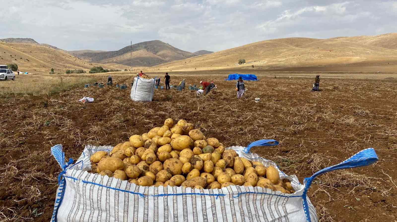 Gümüşhane’de patates hasadı devam ediyor