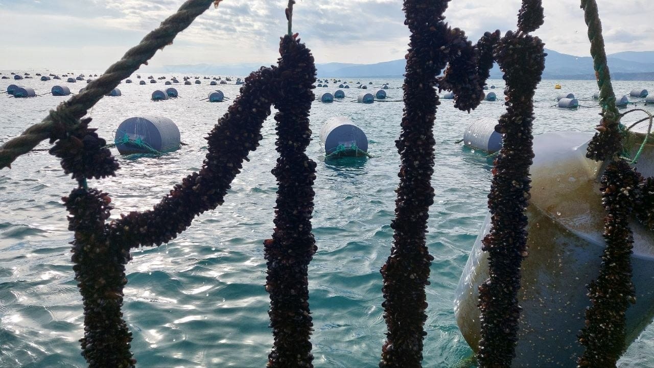 Karadeniz’de ilk defa midye yetiştiriciliği Sinop’ta başladı