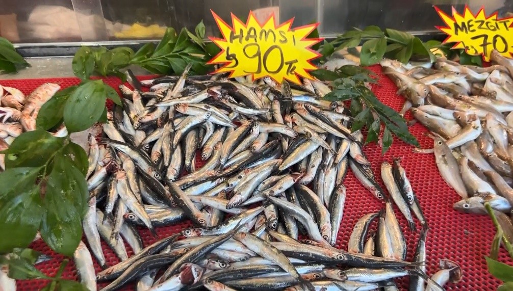 Karadeniz’de palamut bollaştı, hamsi yok oldu