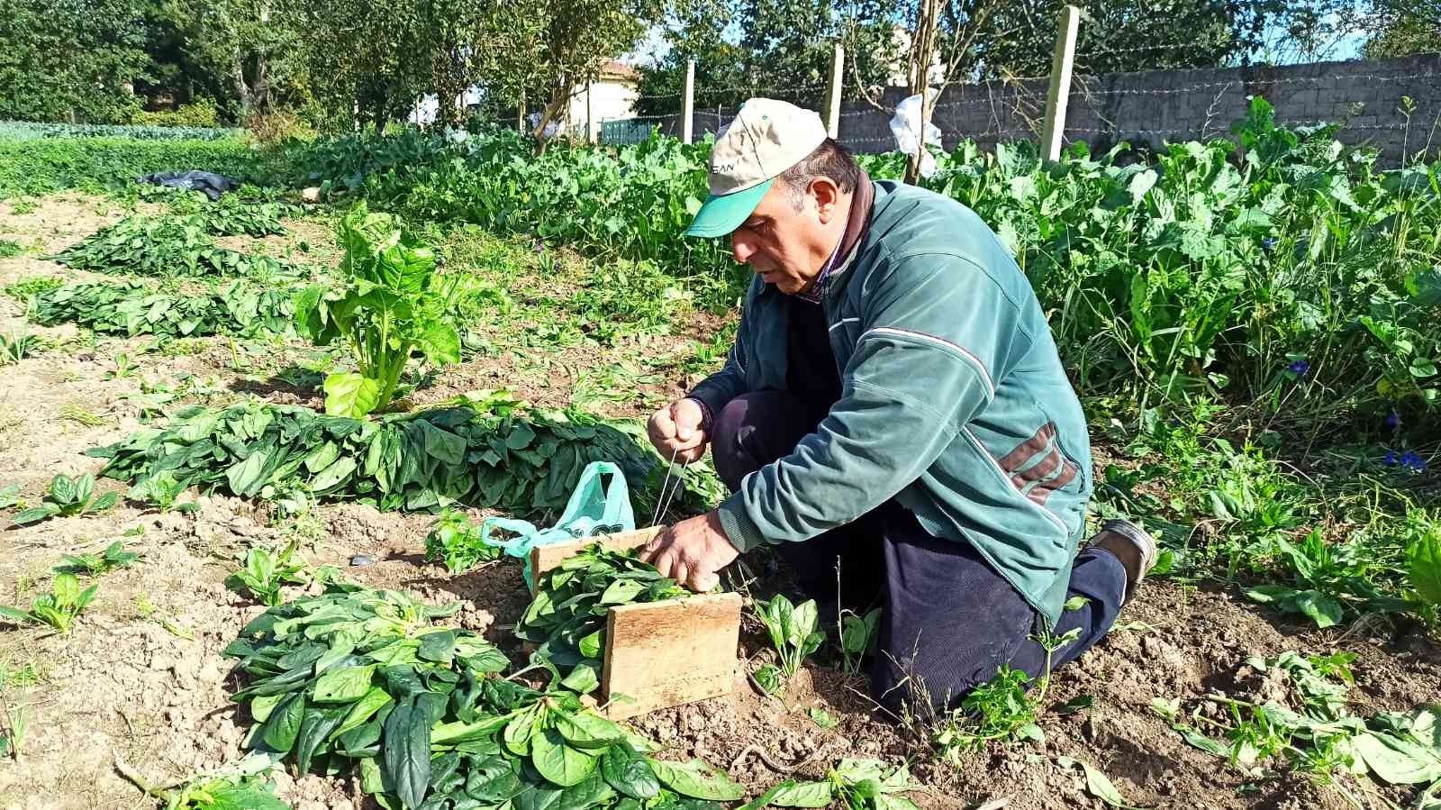 Karpuzdan zarar eden üreticinin yüzünü ıspanak güldürdü