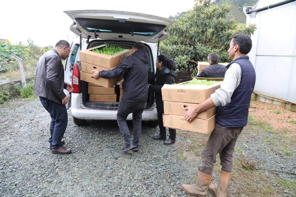 Ordu’da üreticilere 350 bin fide dağıtıldı