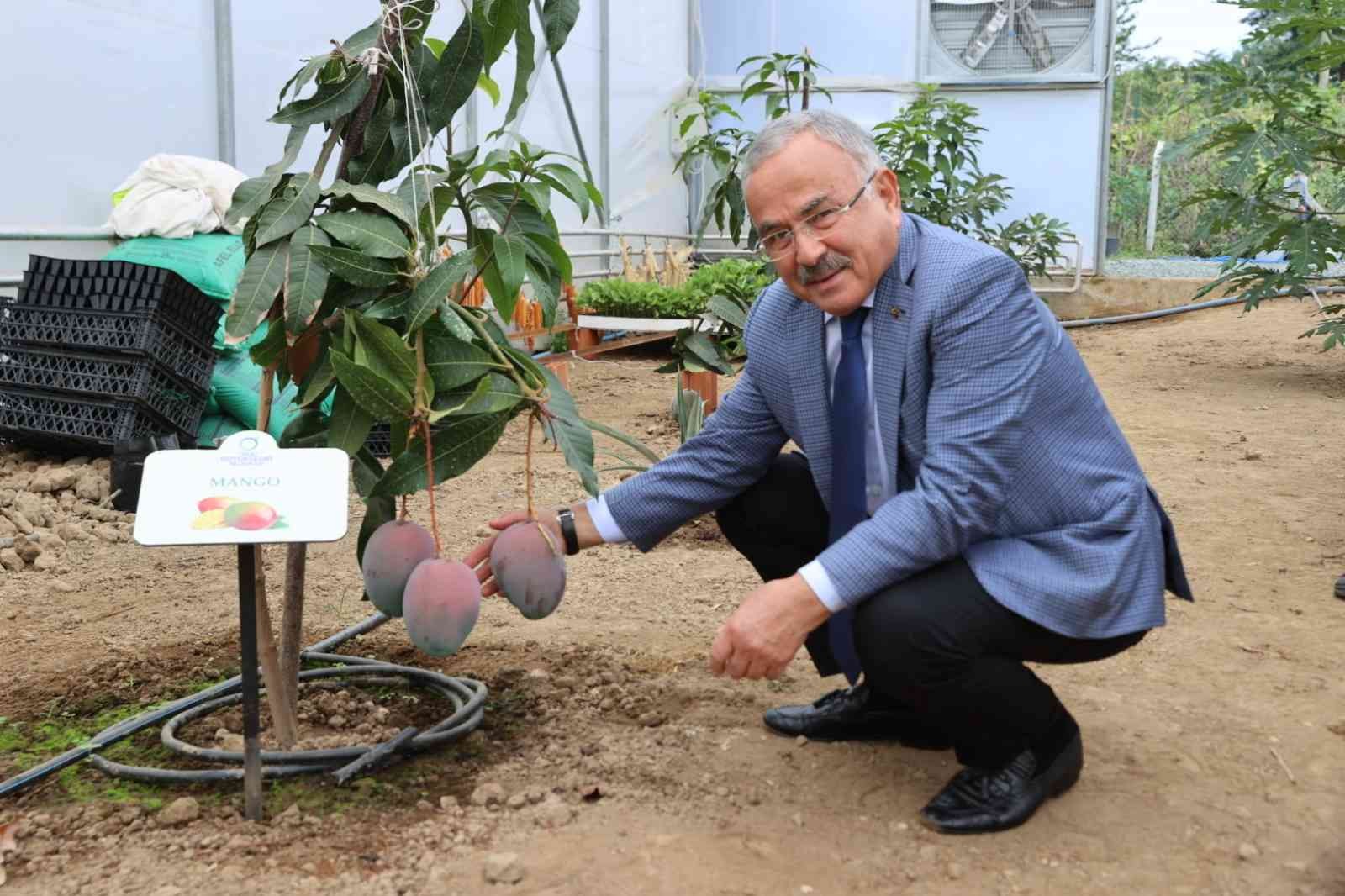 Ordu’da yeni trend: Tropikal meyve yetiştiriciliği