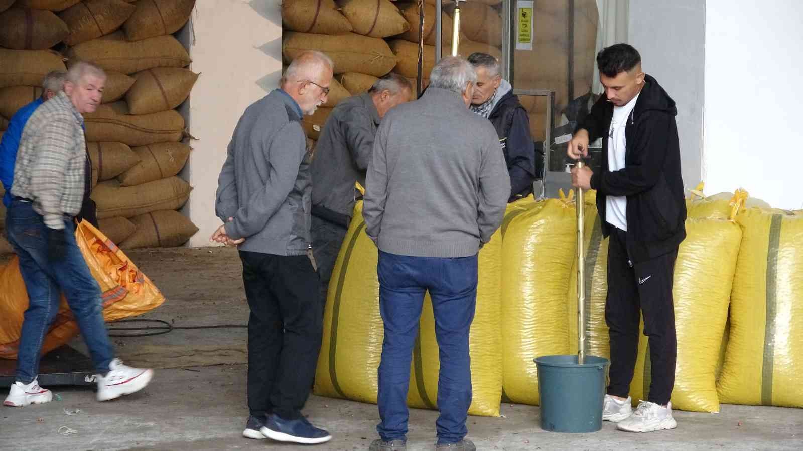 Ordulu üreticiler TMO’nun fındık alımından memnun