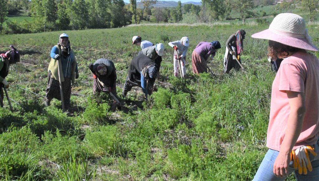 Samsun’da 11 bin 456 çiftçiye fide, fidan ve tohum desteği