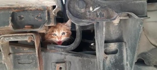 Sıkıştığı kamyonette kurtarılmasını sağladığı kediyi sahiplendi